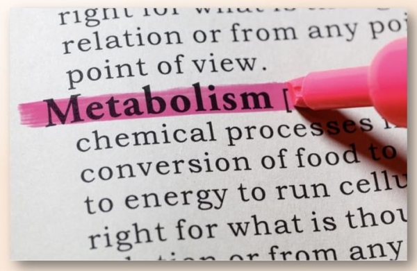 Mudanças no metabolismo induzidas pela perda de peso