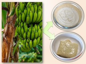 Biomassa de banana verde: você já ouviu falar?